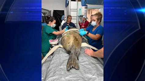 Miami Seaquarium performs successful cataract surgery on harbor seal
